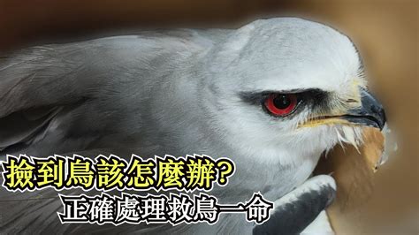 死鳥處理|撿到死掉的鳥怎麼辦？